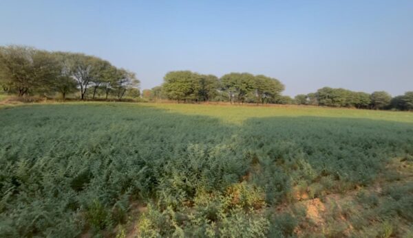 30 Acres Scenic Land Near Amer Jaipur | Anicut View | Resort & Wedding Project Opportunity